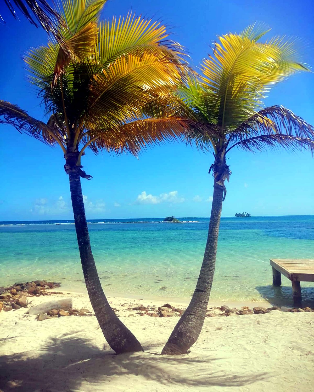 belize-palme