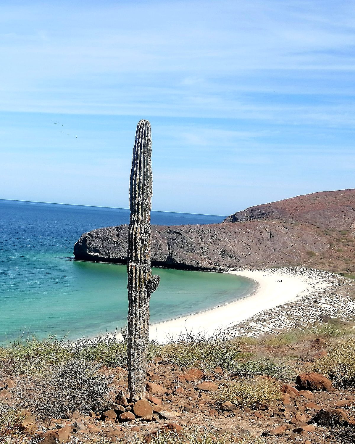 messico-baja-cactus