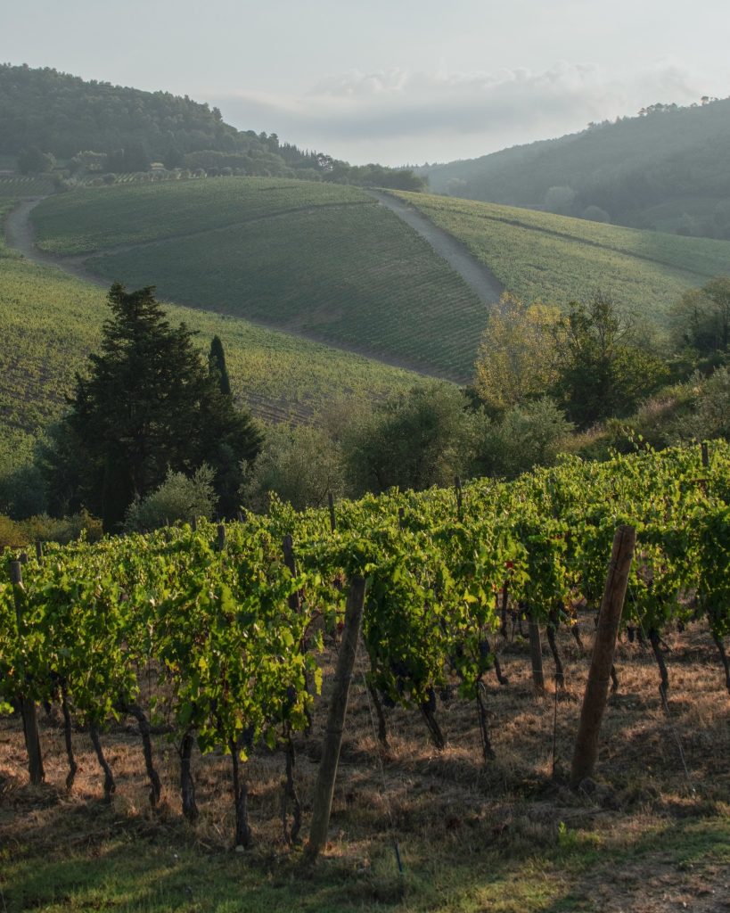 toscana-colline-vigneti